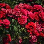 flower-3251634_960_720